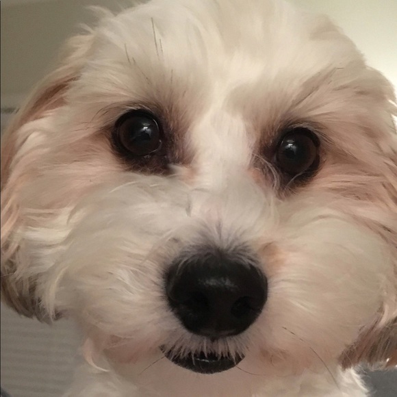 Meet your Posher, Denise. - Picture 3 of 8